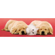 PUZZLE 500 PZ A LITTLE SLEEP - HIGH QUALITY COLLECTION cod. 30394