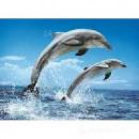 PUZZLE 1000 PZ DOLPHINS - HIGH QUALITY COLLECTION cod. 39205