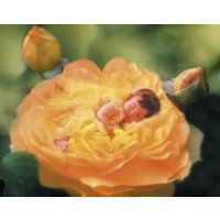 PUZZLE 1000 PZ BAD OF ROSES - HIGH QUALITY COLLECTION cod. 30818